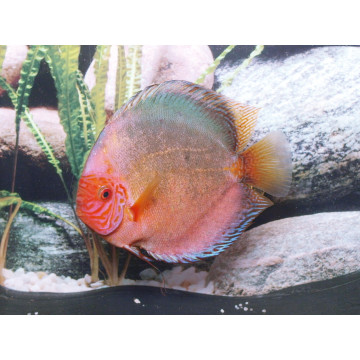 Discus Dark Angel tendker d'élevage Allemand 15-17 cm le couple