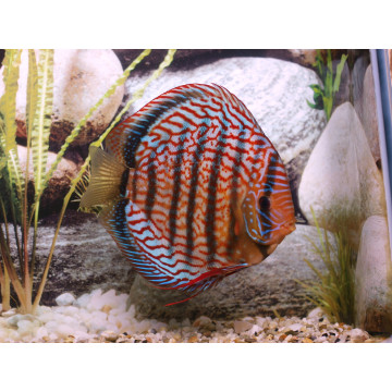 Discus Red Scribbelt Stendker d'élevage Allemand 15-17 cm le couple...