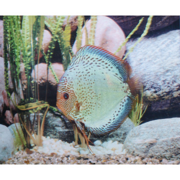 Discus Peau de Serpent plat Stendker d'élevage Allemand 15-17 cm le...