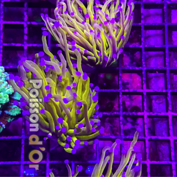 Bouture Euphyllia Glabrescens \\"Golden Torch\\" Indonésie \\"1 pol...