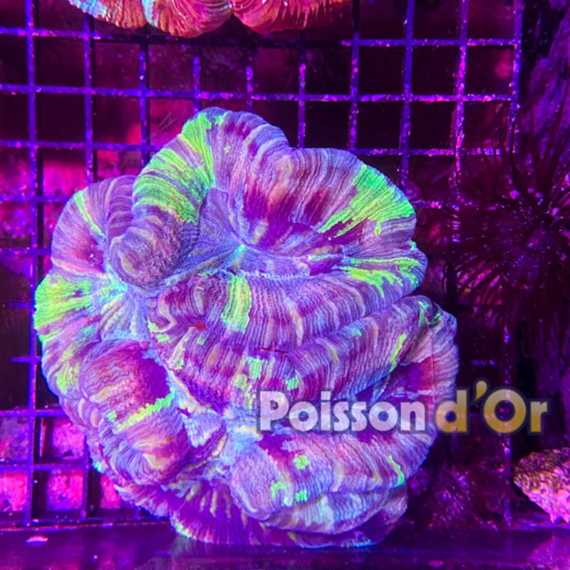 Trachyphyllia vert et mauve select"10-12 cm