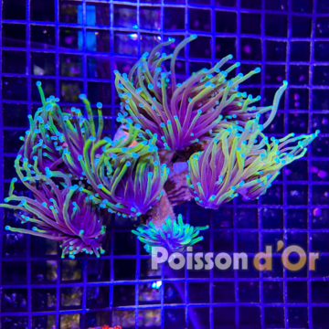 Euphyllia Dragon Soul 5 polypes (VENTE UNIQUEMENT EN MAGASIN, PAS EN VPC)