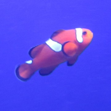 Amphiprion ocellaris \\"misbar\\" 4-6 cm 24,00 €