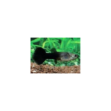 Guppys femelles Black tuxedo(Poecilia reticulata) lot de 10 19,90 €