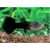 Guppys femelles Black tuxedo(Poecilia reticulata) lot de 10 19,90 €