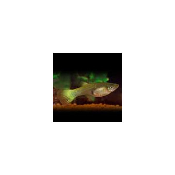 Guppys femelles Lemon(Poecilia reticulata) 2,90 €