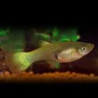 Guppys femelles Lemon(Poecilia reticulata) lot de 3 6,90 €