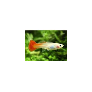 Guppys femelles RedBlond(Poecilia reticulata) 2,90 €