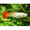 Guppys femelles RedBlond(Poecilia reticulata) 2,90 €