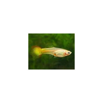 Guppys femelles Flamme(Poecilia reticulata) 2,90 €