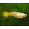 Guppys femelles (Poecilia reticulata)