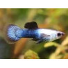 Guppys endler Panda mâles uniquement 3,50 €