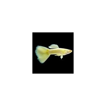 Guppys Endler platinum gold albinos par couple 6,90 €