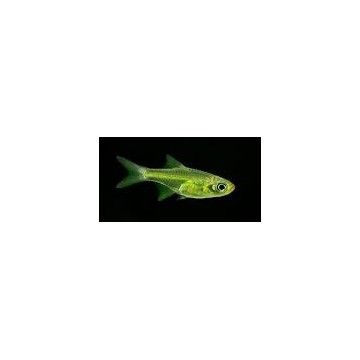 Microdevario-Rasbora Kubotai lot de 3 6,50 €