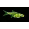 Microdevario-Rasbora Kubotai lot de 3 6,50 €