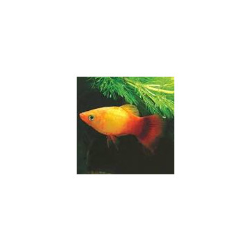 Xiphophorus maculatus Platy jaune comète 2-3cm