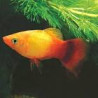 Xiphophorus maculatus Platy jaune comète 2-3cm