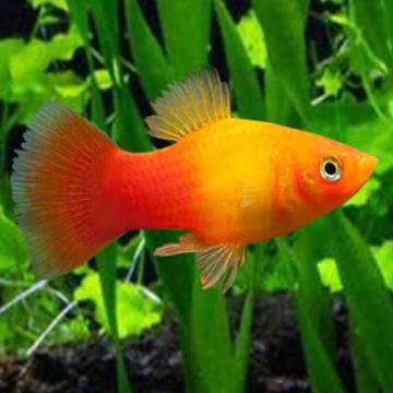 Xiphophorus maculatus Platy sunset 2,50 €