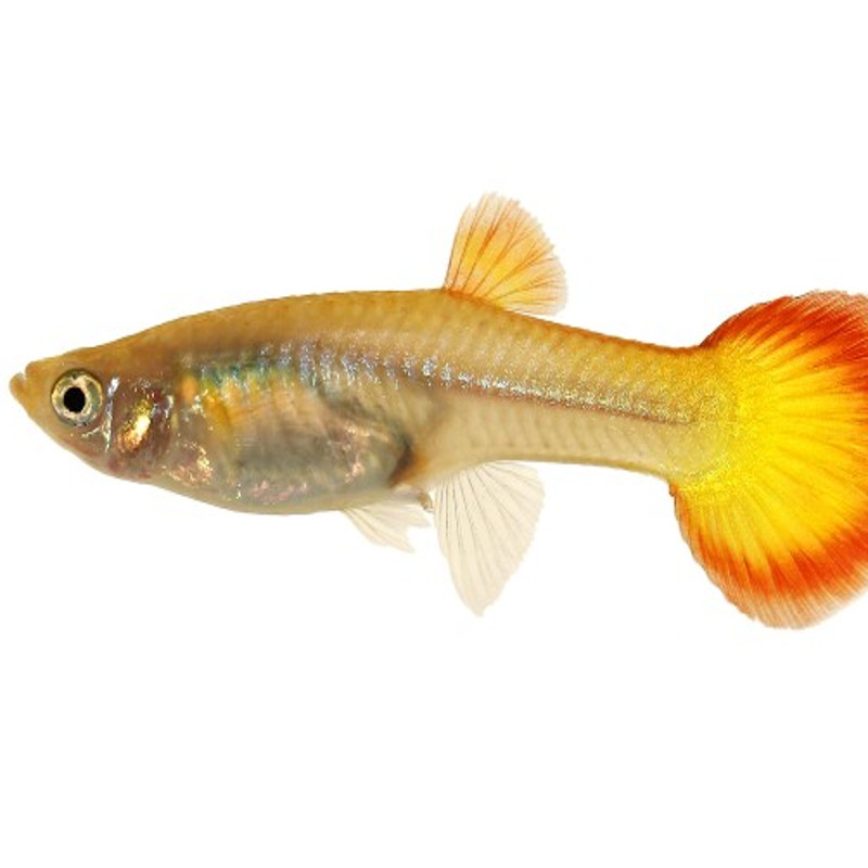 Guppys femelles Flamme(Poecilia reticulata) lot de 10 19,90 €