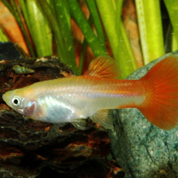 Guppys femelles (Poecilia reticulata)