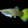 Guppys femelles (Poecilia reticulata)