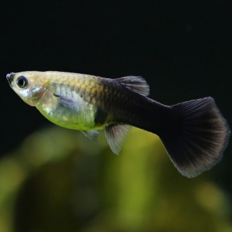 Guppys femelles (Poecilia reticulata)