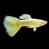 Guppys Endler platinum gold albinos par couple 6,90 €