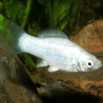 Poecilia Sphenops Molly Velifera argentés 3-4cm             