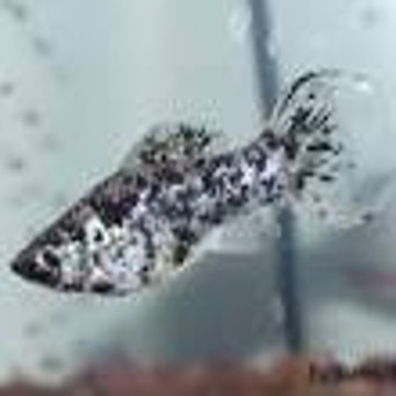 Poecilia Sphenops Molly Velifera Dalmatiens Lyres lot de 5