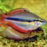 Melanotaenia Trifasciata        8,50 €