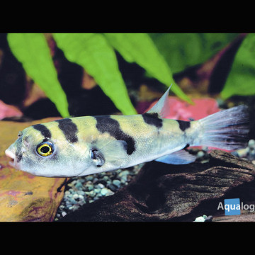 Colomesus Asellus -Tétraodon d’eau douce du Pérou