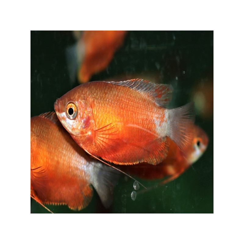 Colisa Trichogaster Chuna rouges 3-4cm le couple 9,50 €