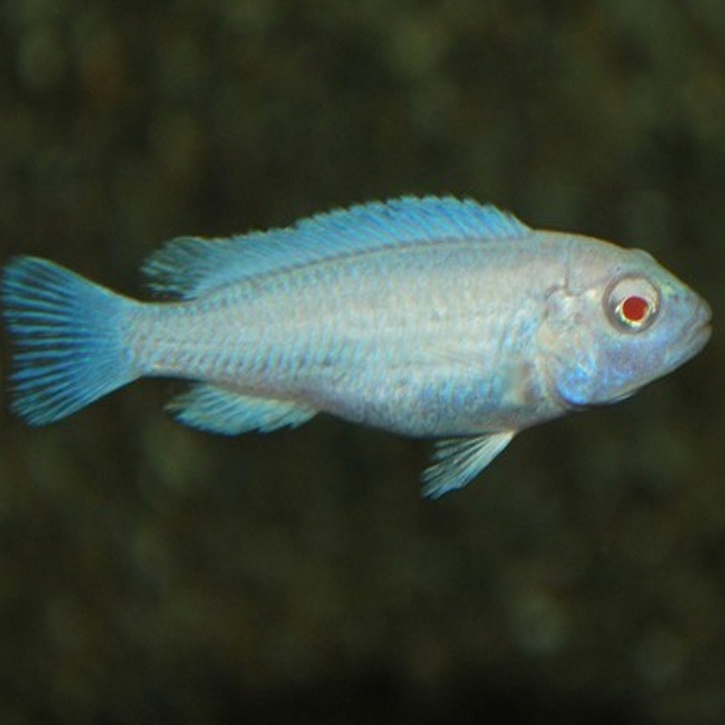 Pseudotropheus socoloffi Albino 6-8 cm