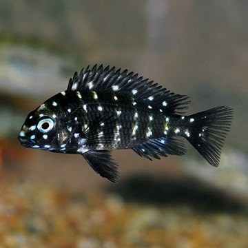 Tropheus Duboisi 3-4cm  12,50 €