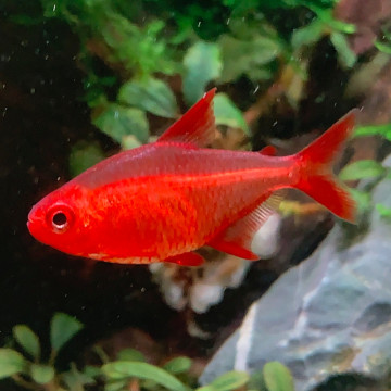 Hyphessobrycon Bentosi white fin 2-3cm