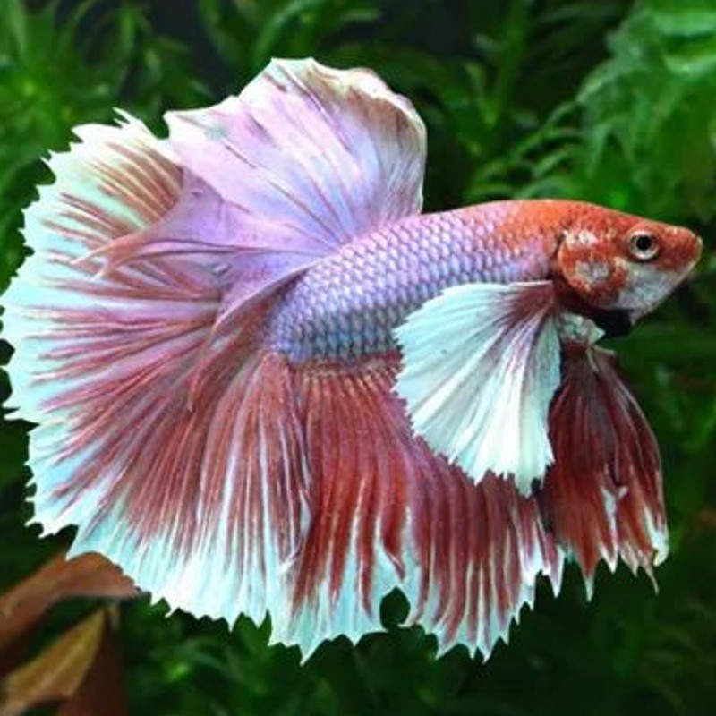 Bettas mâles sp Dumbo-nouvelle variante (Les patrons de coloration peuvent varier)