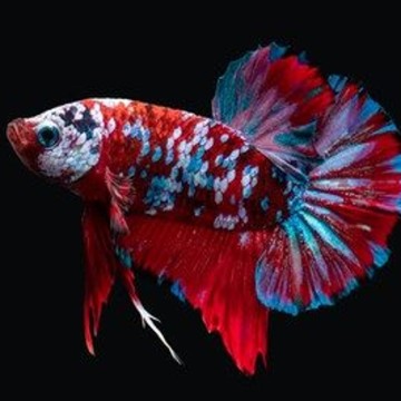 Betta Splendens mâle galaxy fancy koi 28,60 €