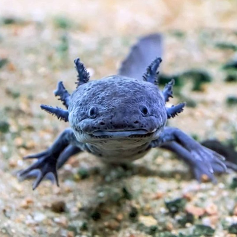 Axolotl Ambystoma mexicanum 6-8cm 28,50 €