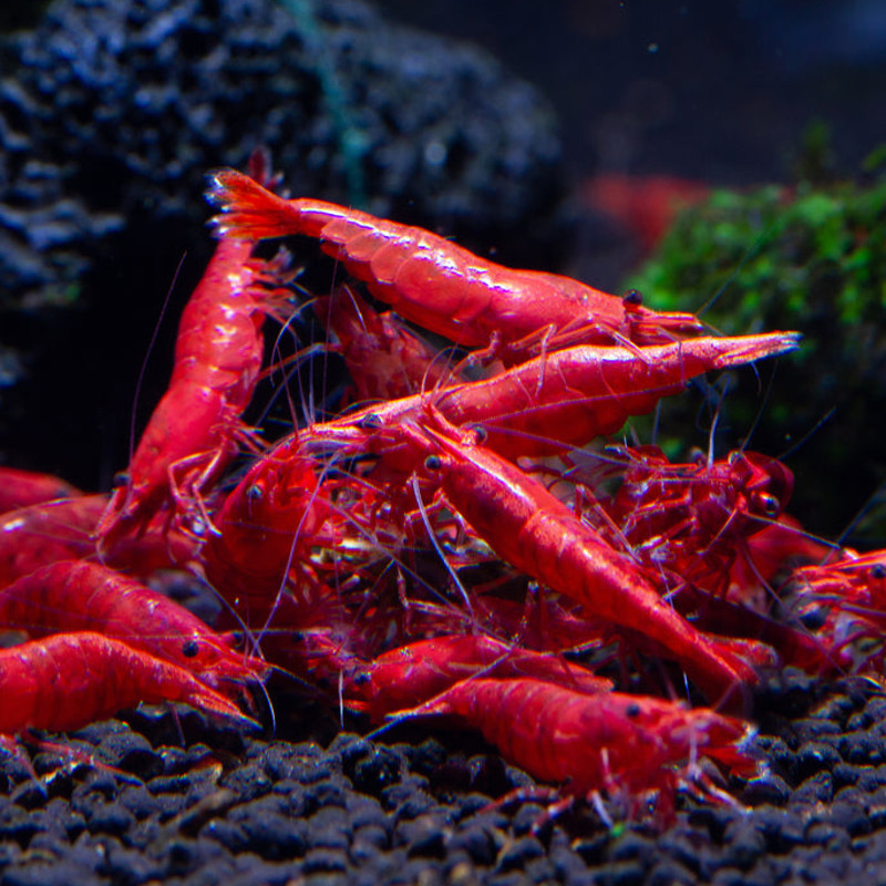 Neocaridina heteropoda - Red fire 1-2 cm lot de 2*