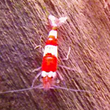 Crevettes red crystal Grade A - Caridina Cantonensis * 