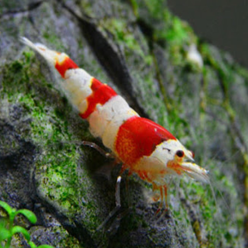 Crevettes red crystal Grade A - Caridina Cantonensis * 