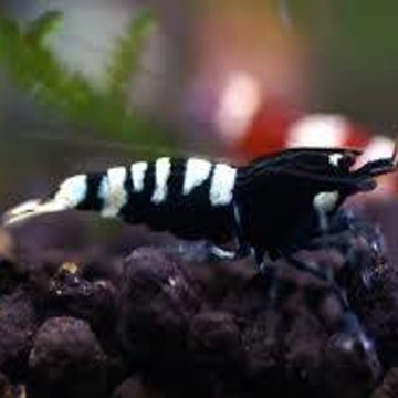 Caridina pinto black 12,50 €