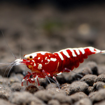 Caridina pinto red lot de 5 49,50 €