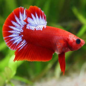 Betta splendens hellboy - plakat hellboy 28,60 €