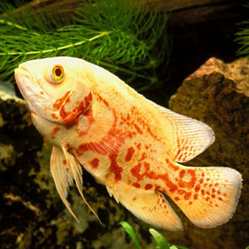 Astronotus Ocellatus-Oscar Tigre Rouge 5-6cm