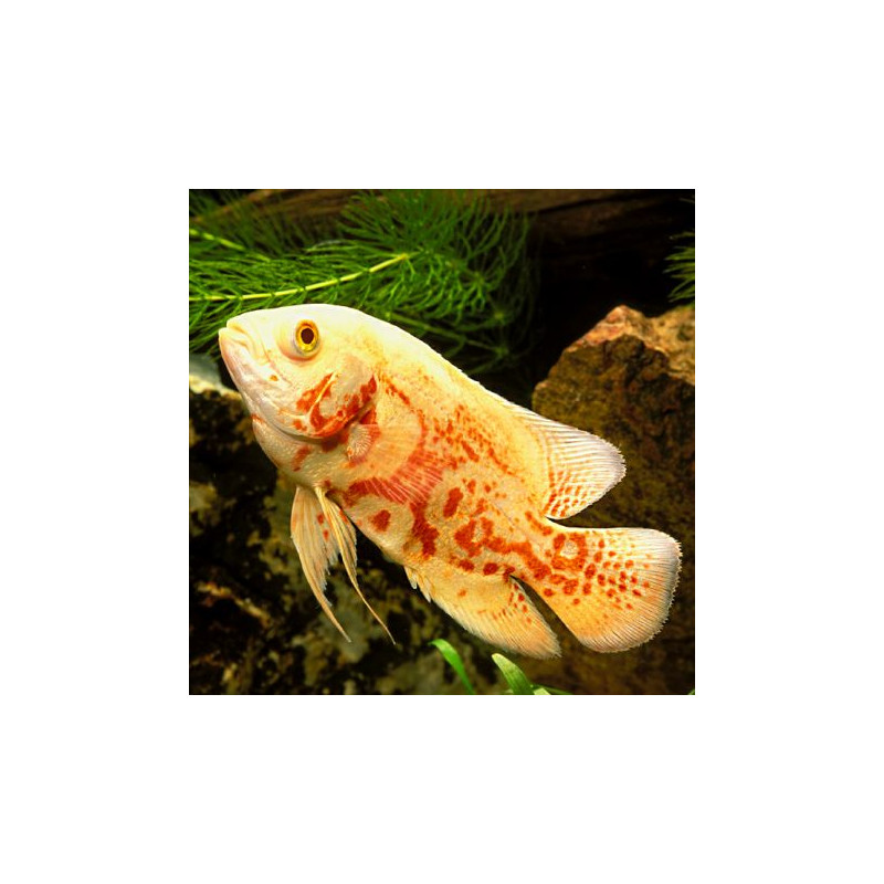 Astronotus Ocellatus Oscar tigrés Rouge albino 5-6 cm 7,50 €