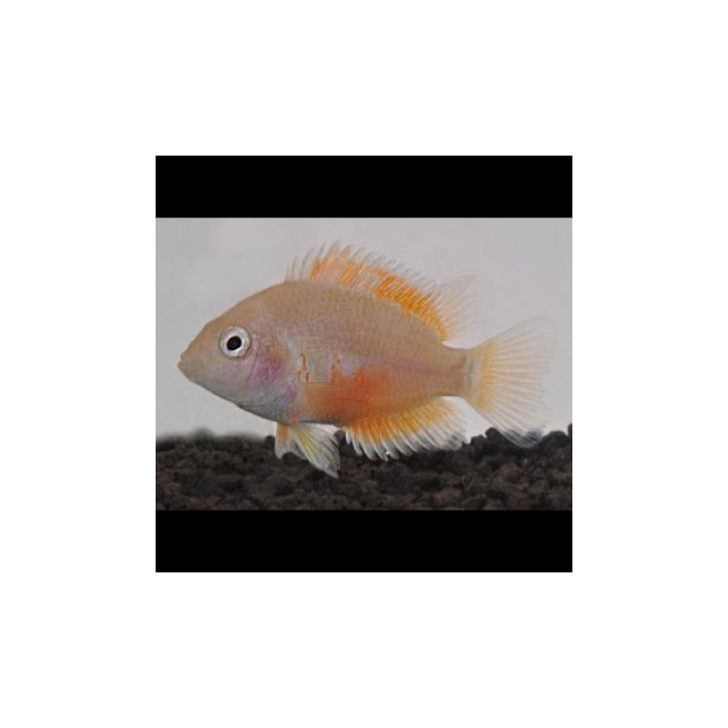 Cichlasoma Nigrofasciatum gold 6-7cm 7,50 €