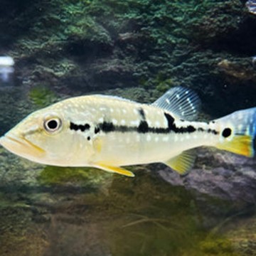 Cichlasoma Kelberi (coloration juvénile) 18-20 cm