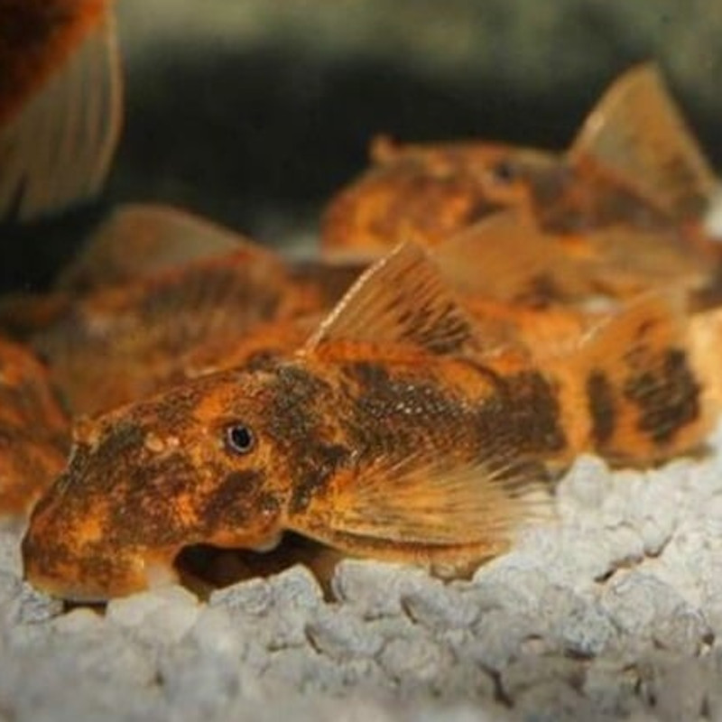 Hypostomus Plecostomus - nettoyeur de vitres 5-7cm