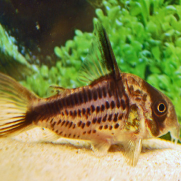 Corydoras Axelrodi lot de 2 12,50 €